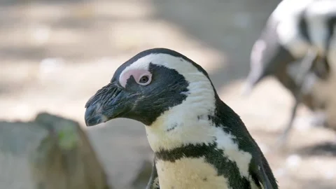 Penguin beak bird Video stock 270817114