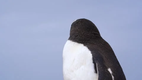 Penguin Beautiful Close Up Incredibly Sharp Detailed 4K High Stock Footage 277919917