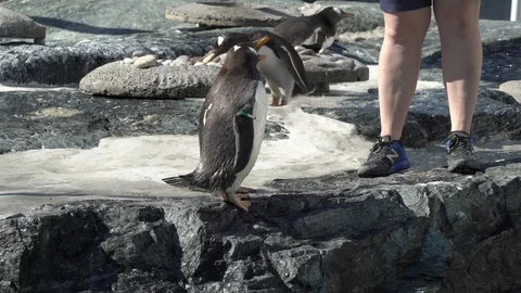 Penguin being wierd Video stock 99508096