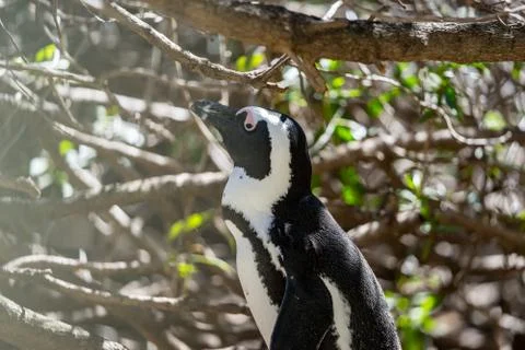 Penguin between branches Stock Photos