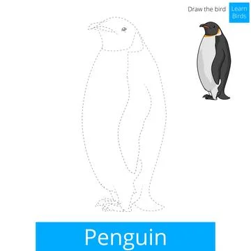 Penguin bird learn to draw vector Stock Illustration