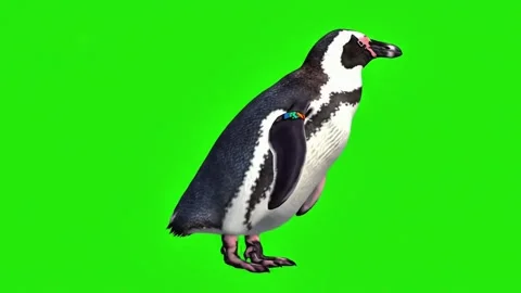 Penguin bird walking continuously of the middle point in pure clean green screen Stock Footage 318391026