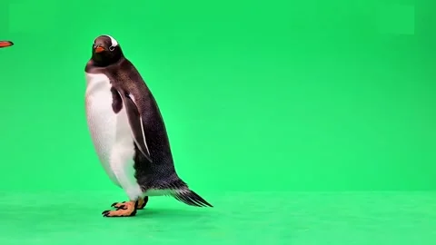 Penguin bird walking continuously of the middle point in pure clean green screen Video stock 318391035