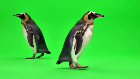 Penguin bird walking continuously of the middle point in pure clean green screen Stock Footage 318391036