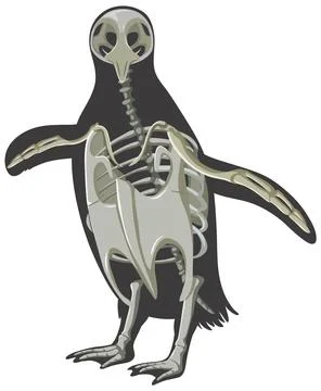 Penguin bone structure cartoon Stock Illustration
