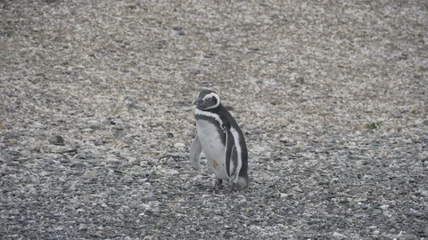 Penguin breed in Isla Martillo in the Beagle Channel Stock Footage 112944663