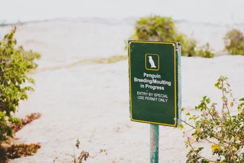 Penguin breeding in progress sign on beach Stock Photos