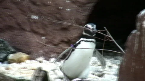 Penguin building a nest Video stock 97326