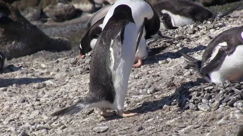 Penguin building nest 스톡 동영상 83098144