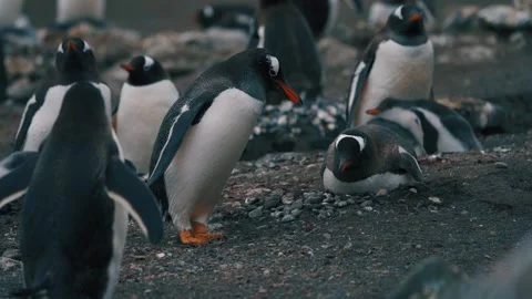 Penguin building nest Stock Footage 228934222