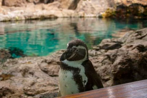 Penguin in captivity sad looking behind the glass Stock Photos