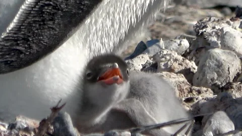 Penguin chick close-up nesting feeding Antarctica, 4K Vídeos de archivo 332394367