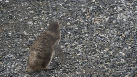 Penguin chick make pee in Isla Martillo Ushuaia 4K  Stock Footage 112579905