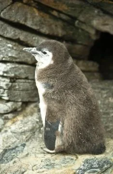 Penguin chick Stock Photos