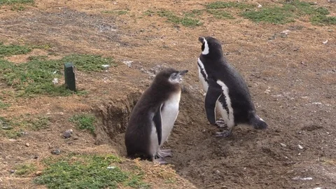 Penguin chick stands next to its parent and "learn to fly" flapping its wings. Video stock 103370151