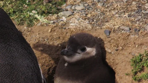 Penguin chick tries to get attention of its parent standing next to their hole. Video stock 103370134