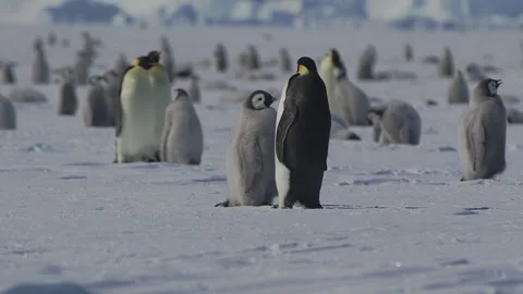 Penguin chicks explore the icy rookery while adult penguins watch closely Stock Footage 288256727