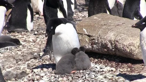 Penguin chicks Stock Footage 83098141