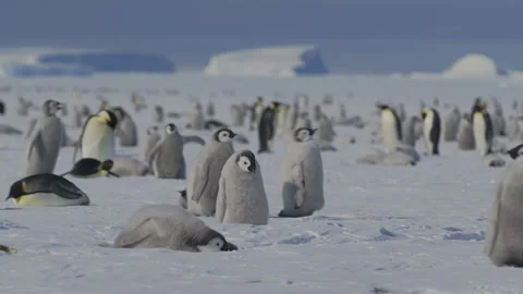 Penguin chicks waddle through antartic rookery in search of warmth and Stock Footage 288252172