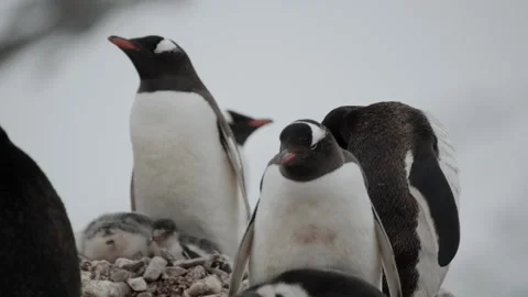 Penguin chicks young trying to warm up under feathers of mum Stock Footage 245134892