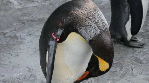 Penguin clean its feather Stock-Footage 60119168