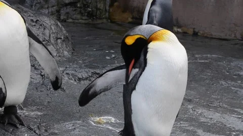 Penguin clean its feather with  its beak Stock Footage 60119176