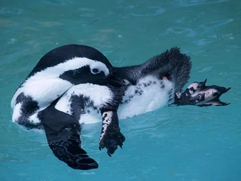 A Penguin Cleaning Itself Stock Photos