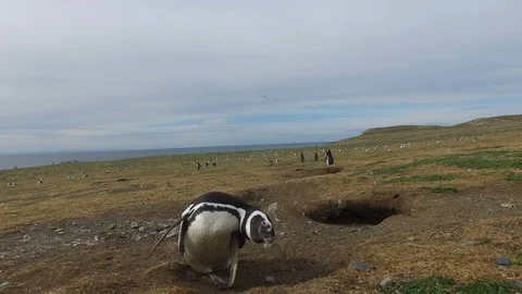 Penguin Cleans Itself Vídeos de archivo 100612745