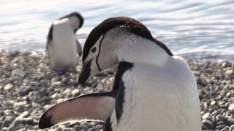 Penguin close up 01 스톡 동영상 83098132