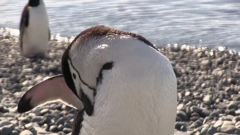 Penguin close up 02 스톡 동영상 83098123