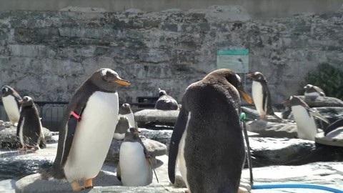 Penguin close up 2 Stock Footage 99499013