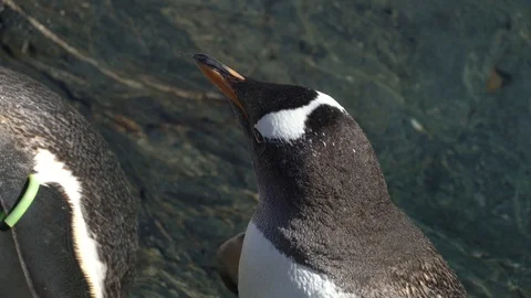 Penguin close up Stock Footage 99508029