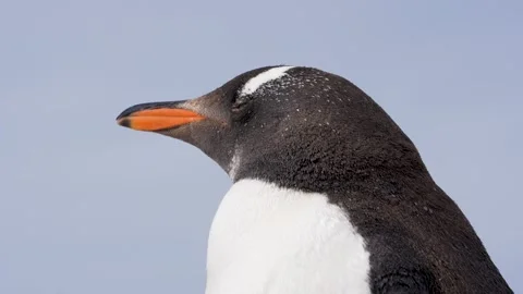 Penguin Close Up High Quality 4K Nature Documentary Face Cute Natural Stock Footage 277919920