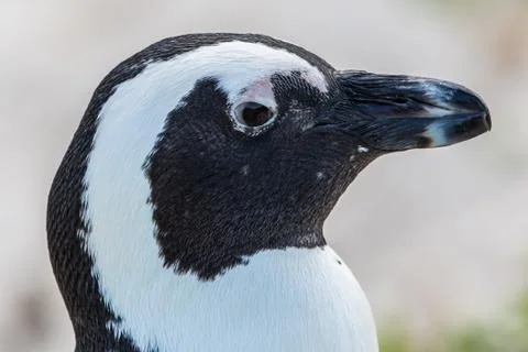Penguin Close-Up Stock Photos