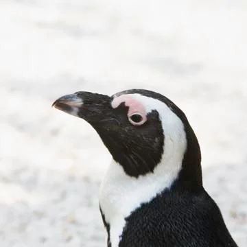 Penguin in close up Stock Photos