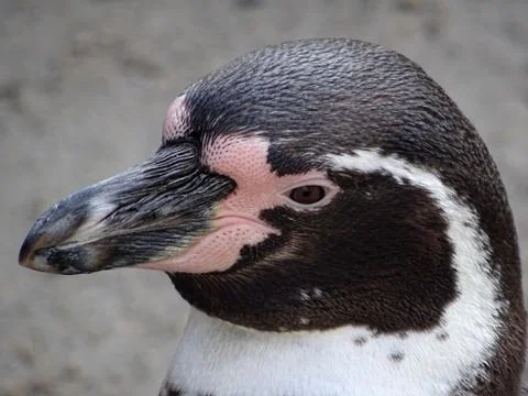 Penguin Close Up Stock Photos