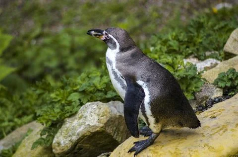 Penguin Close Up Stock Photos