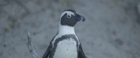 Penguin at close range - UHD Prores 422 Stock Footage 104030779