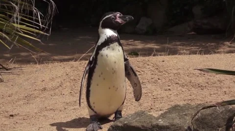 Penguin Closeup 스톡 동영상 50833143