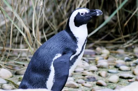 Penguin closeup Stock Photos