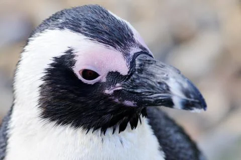 Penguin closeup Stock Photos
