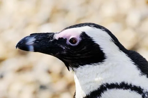 Penguin closeup profile Stock Photos