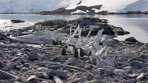Penguin colony among whale bones in Antarctica Stock-Footage 337950574
