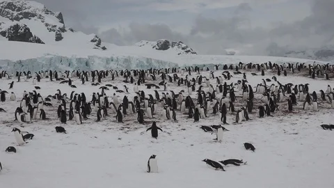 Penguin Colony Antarctica 스톡 동영상 106935369