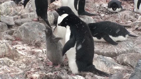 Penguin colony in Antarctica Stockbeeldmateriaal 157908171