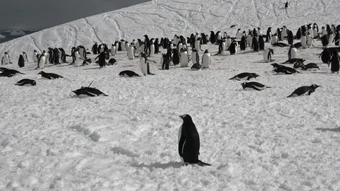 Penguin Colony 스톡 동영상 106935275