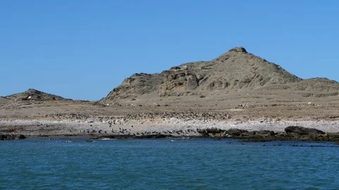 Penguin colony in Ludoritz in the distance, Namibia, Africa in 4K Stock Footage 91323747