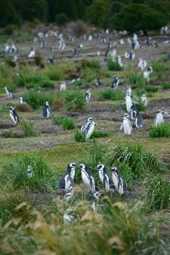 Penguin colony Stock Photos