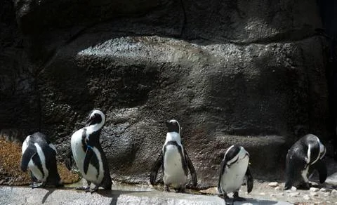 Penguin Colony Stock Photos