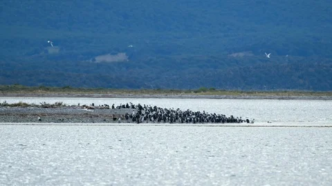 Penguin colony on the tip of the tiny island in Beagle Channel, Tierra del Fuego Vídeos de archivo 127833470